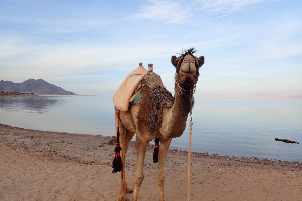 Bedouin Star Taba Exterior foto